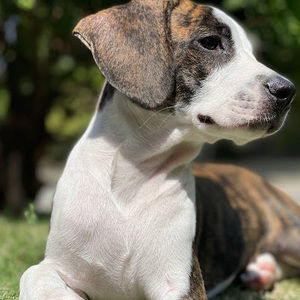 Meet your Posher, Dalila